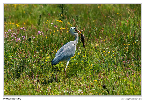 Grey Heron (Blauwe Reiger) at the Spijkerboorse Kade near Hazerswoude