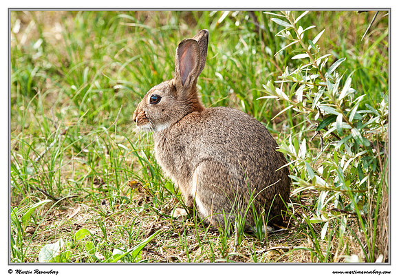 Rabbit (Konijn) at the Amsterdamse Waterleiding Duinen Nature Reserve