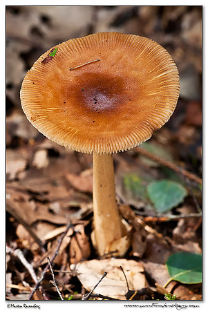Tawny Grisette / Roodbruine Slanke Amaniet (Amanita fulva) at the Hoge Veluwe National Park