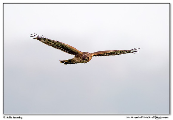 Northern Harrier (Blauwe Kiekendief) at the Plompe Toren near Koudekerke at Schouwen-Duiveland