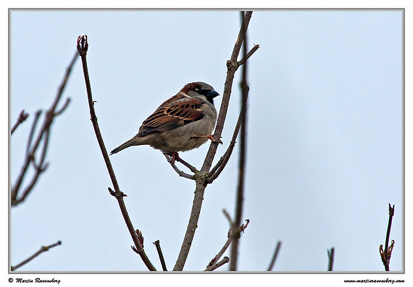 House Sparrow (Huismus) at the Amsterdamse Waterleiding Duinen