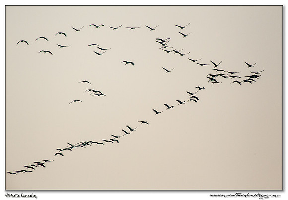 Common Crane (Kraanvogel) near Linum and surrounding areas