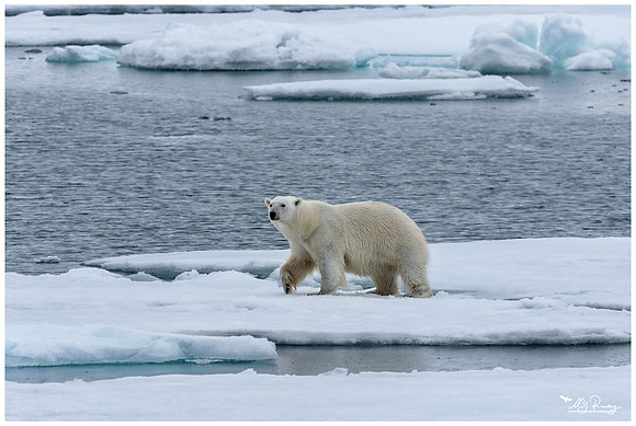 Polar Bear (IJsbeer) at Vibebukta, at the south west coast of the Nordaustlandet Island.