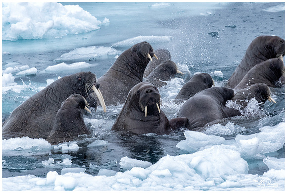 Walrus at Torellneset at the south west coast of the Nordaustlandet Island.
