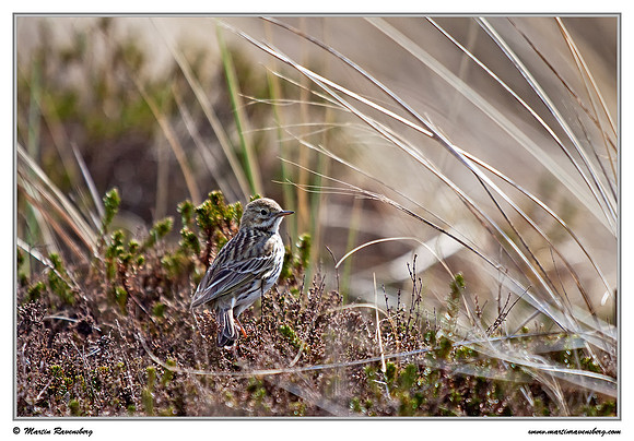 Meadow Pipit (Graspieper) at the island Terschelling in the Wadden Sea