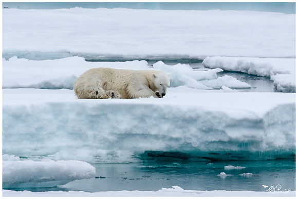 Polar Bear (IJsbeer) at Vibebukta, at the south west coast of the Nordaustlandet Island.