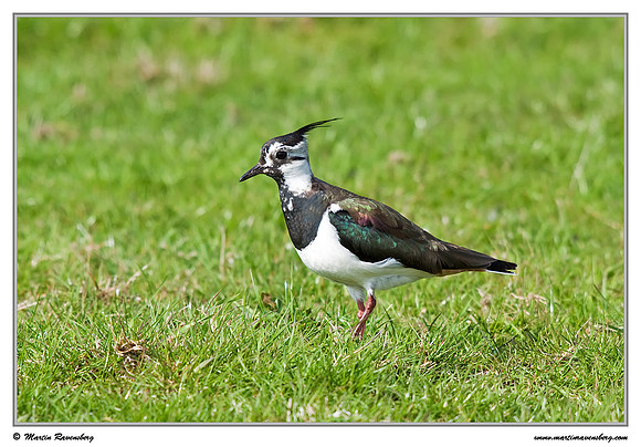 Northern Lapwing (Kievit) at the island Terschelling in the Wadden Sea
