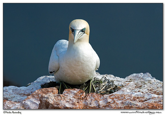 Northern Gannet (Jan-van-Gent) at Heligoland (Helgoland) - Germany