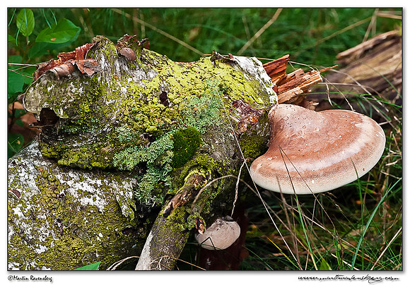 Birch Polypore / Berkezwam (Piptoporus betulinus) at the Hoge Veluwe National Park