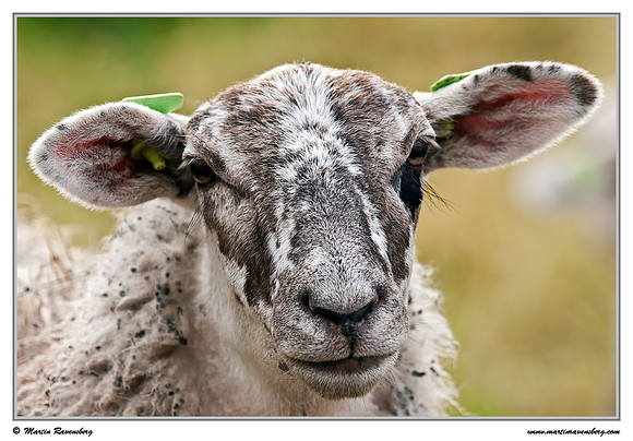 Mergellander sheep at the Schollebos in Capelle aan den IJssel