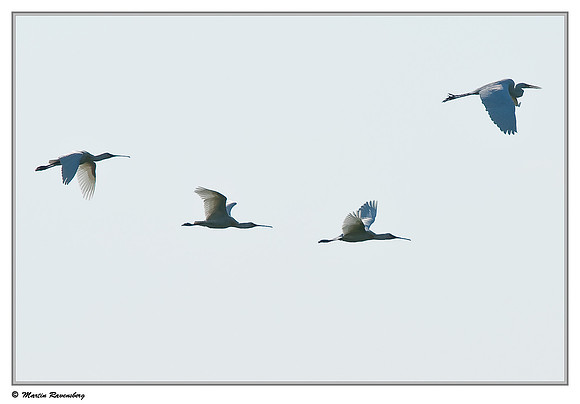 Eurasian Spoonbill or Common Spoonbill (Lepelaar) and Great Egret (Grote Zilverreiger) at the Gelderswoude Kerkpad near Gelderswoude