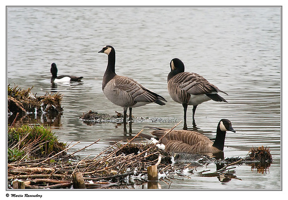 Barnacle Goose (Brandgans) & Canada Goose (Canadese Gans) near Hazerswoude, Spookverlaat - Amalia Hut