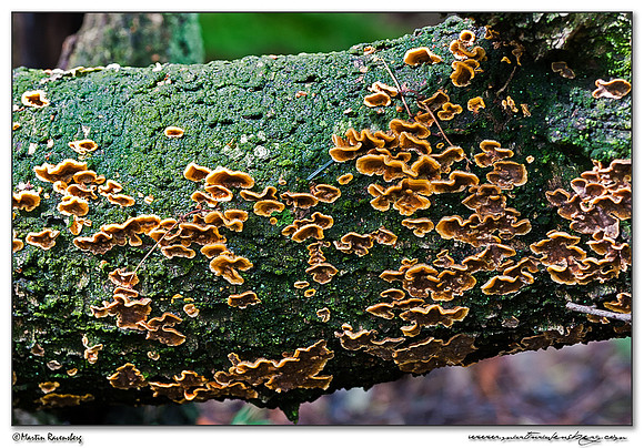 Gelatinous-pored Polypore / Tweekleurig Elfenbankje (Gloeoporus dichrous) at the Hoge Veluwe National Park