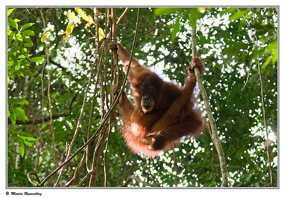 Sumatran Orang-Utan in the Gunung Leuser National Park at Bukit Lawang