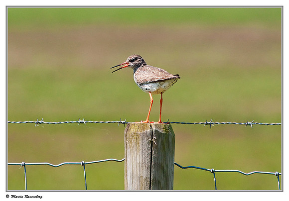 Common Redshank (Tureluur) near Hazerswoude