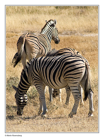Burchell's Zebra in Etosha National Park