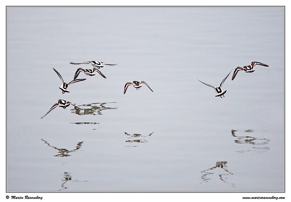 Ruddy Turnstone (Steenloper) at the island Terschelling in the Wadden Sea