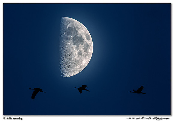 Common Crane (Kraanvogel) near Linum and surrounding areas