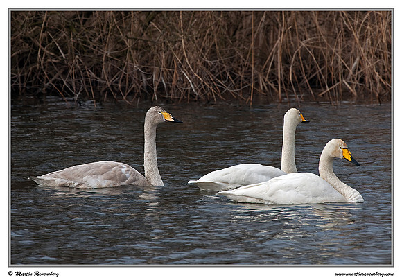 Whooper Swan (Wilde Zwaan) at the Amsterdamse Waterleiding Duinen