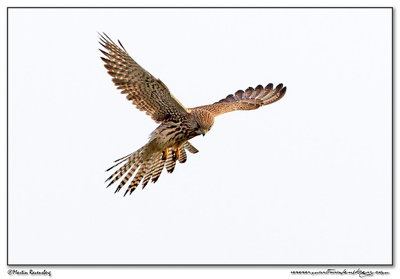 Common Kestrel (Torenvalk) at the Plompe Toren near Koudekerke at Schouwen-Duiveland