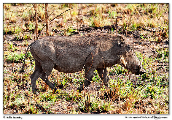 Warthog (Wrattenzwijn) at the Pilanesberg National Park