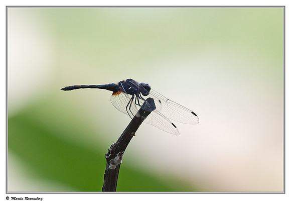 Brachydiplax dragonfly in the Gunung Leuser National Park at Bukit Lawang