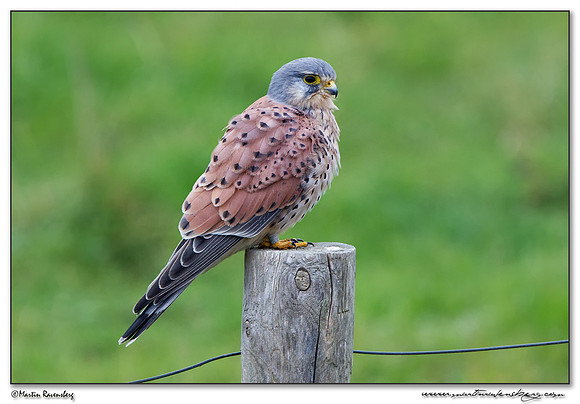 Common Kestrel (Torenvalk) at the Plompe Toren near Koudekerke at Schouwen-Duiveland