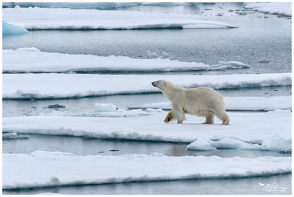 Polar Bear (IJsbeer) at Vibebukta, at the south west coast of the Nordaustlandet Island.