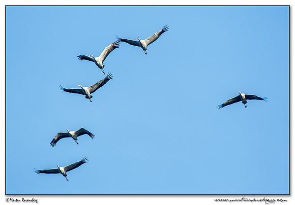 Common Crane (Kraanvogel) near Linum and surrounding areas