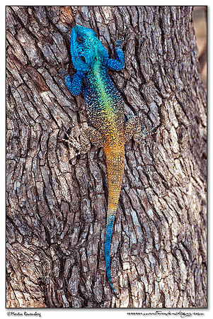 Southern Tree Agama (Blauwkeelagame) at the Pilanesberg National Park