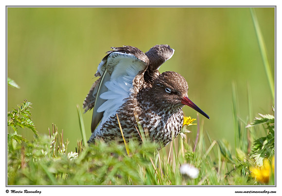 Common Redshank (Tureluur) at the island Terschelling in the Wadden Sea