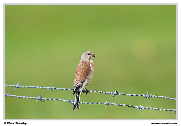 Linnet (Kneu) at the island Terschelling in the Wadden Sea