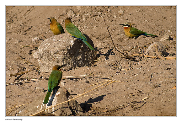 White-fronted Bee-eaters