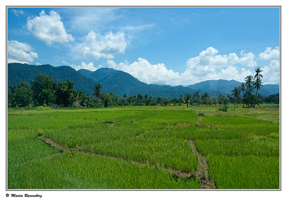 Paddy fields or Rice paddy (Sawa's)