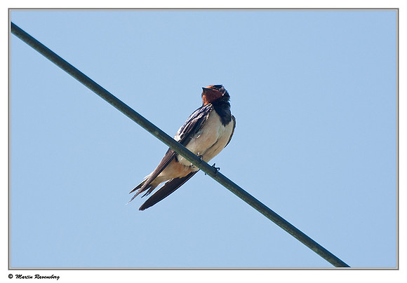 Barn Swallow (Boerenzwaluw) near Achterbroek