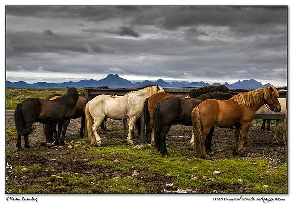 Horses near the Gullfoss Waterfall