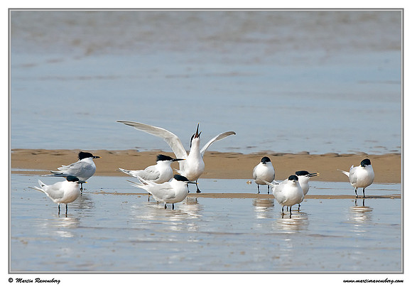 Sandwich Tern (Grote Stern) at the island Terschelling in the Wadden Sea