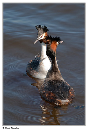 Courtship behaviour of Great Crested Grebes (Fuut) at the Starrevaart lake near Stompwijk