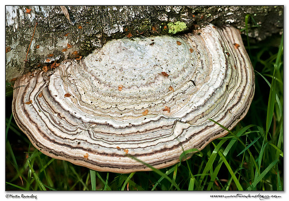 Tinder Bracket / Echte Tonderzwam (Fomes fomentarius) at the Hoge Veluwe National Park