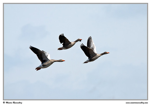 Greylag Goose (Grauwe Gans) at the island Terschelling in the Wadden Sea