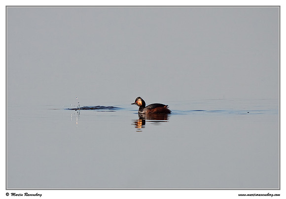 Black-necked Grebe (Geoorde Fuut) at the Groene Jonker nature area near Nieuwkoop