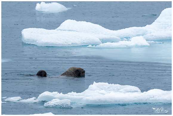 Walrus at Torellneset at the south west coast of the Nordaustlandet Island.