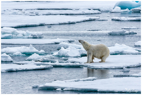 Polar Bear (IJsbeer) at Vibebukta, at the south west coast of the Nordaustlandet Island.