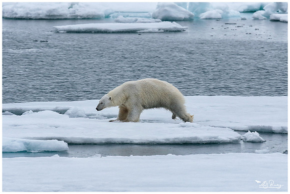 Polar Bear (IJsbeer) at Vibebukta, at the south west coast of the Nordaustlandet Island.