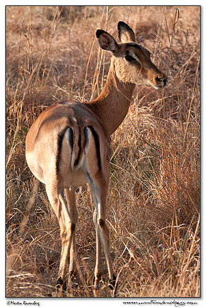 Impala at the Pilanesberg National Park