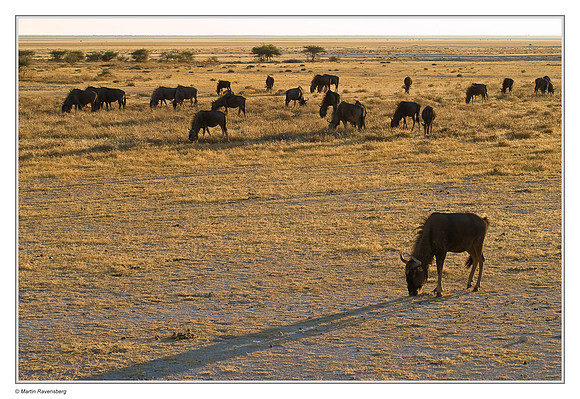 Blue Wildebeests in Etosha National Park