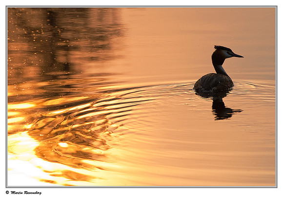 Great Crested Grebe (Fuut) at the Spijkerboorse Kade near Hazerswoude