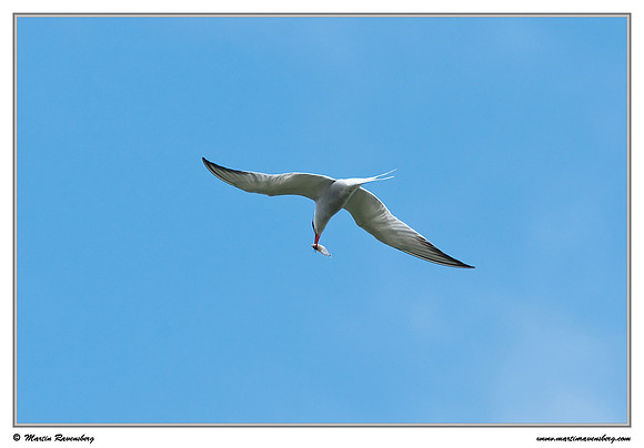 Common Tern (Visdiefje) at the Reeuwijkse Plassen