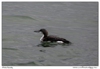 Loons