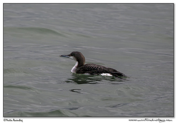 Black-throated Loon (Parelduiker) near the Plompe Toren near Koudekerke at Schouwen-Duiveland